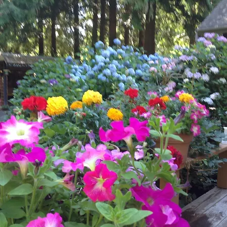 Tea Cozy Bed & Breakfast-2